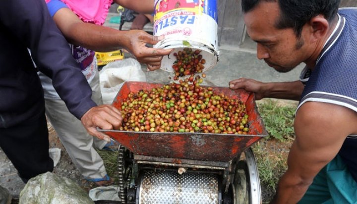 Desa Muncar, Penghasil Kopi  Terbaik di Temanggung Telaten Siap Melaju Lebih Tinggi